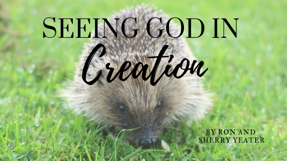 Seeing God’s Hand in Creation. picture of a hedgehog in the grass